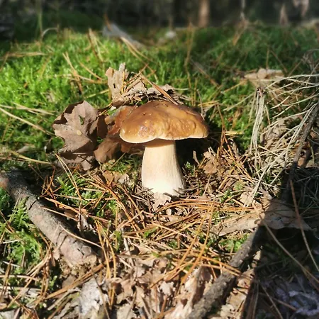 Siedlisko Pod Orzechem Przylek