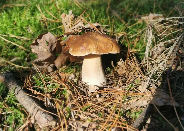 Siedlisko Pod Orzechem Przylek