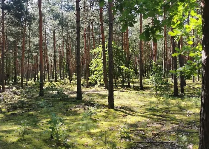 Siedlisko Pod Orzechem * Przylek