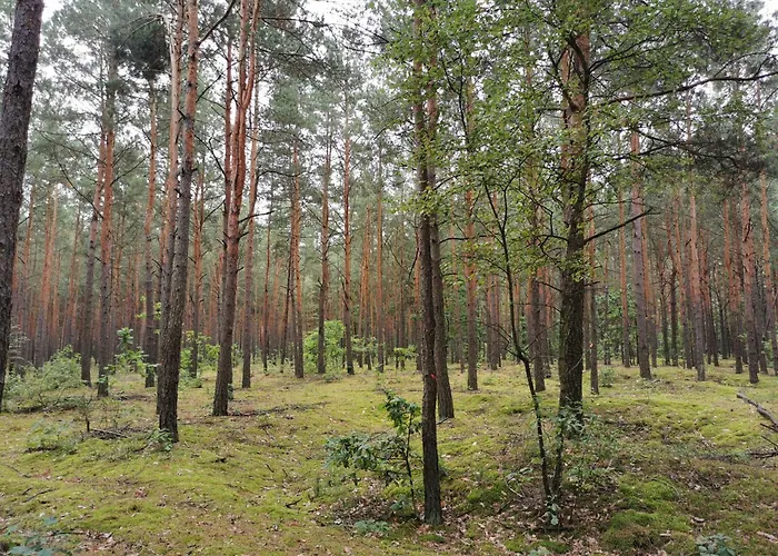 Siedlisko Pod Orzechem